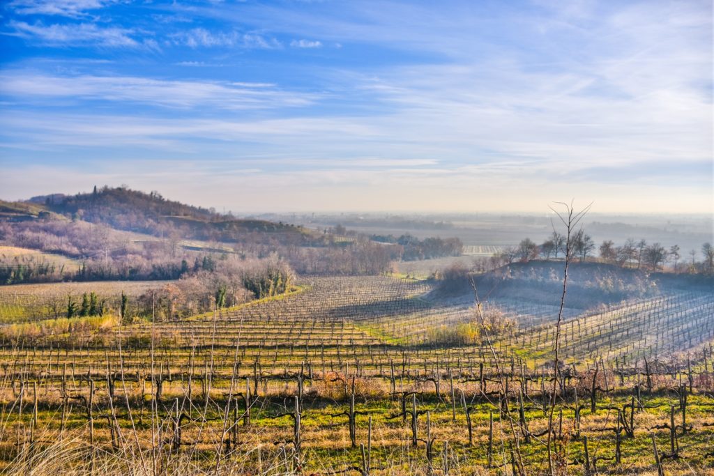 Os vinhos do Friuli
