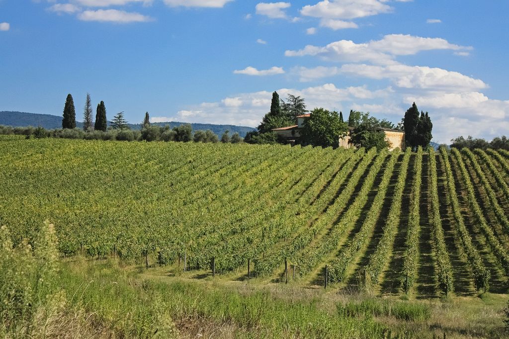 Guia de vinhos da Toscana