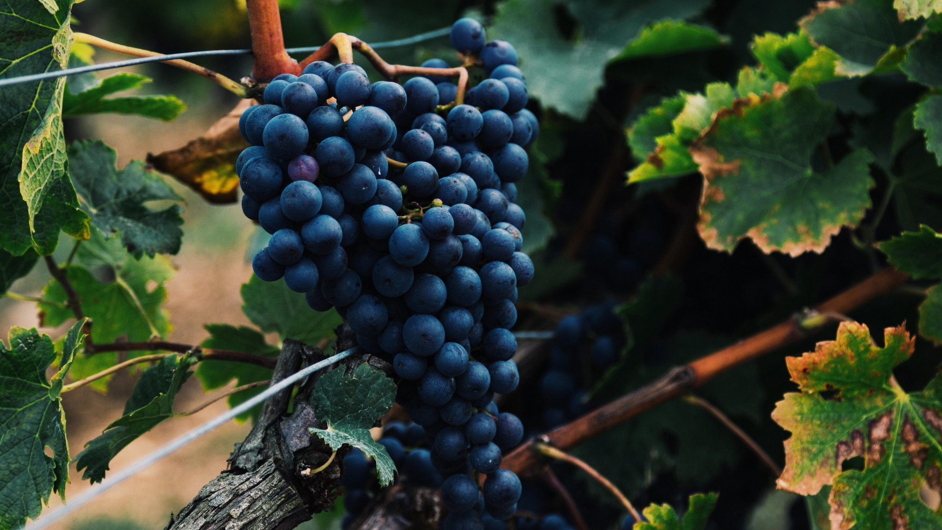 Os vinhos da Lombardia