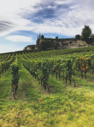 Os Vinhos da Calabria