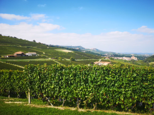 Os Vinhos do Piemonte