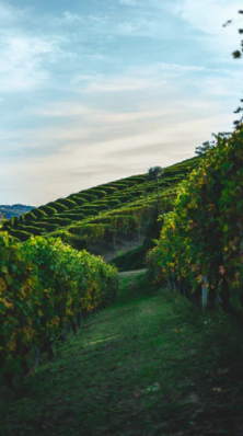 Os Vinhos do Piemonte