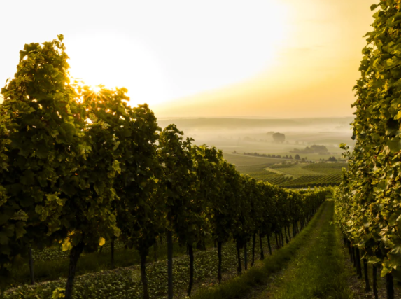 Os Vinhos da Emilia Romagna