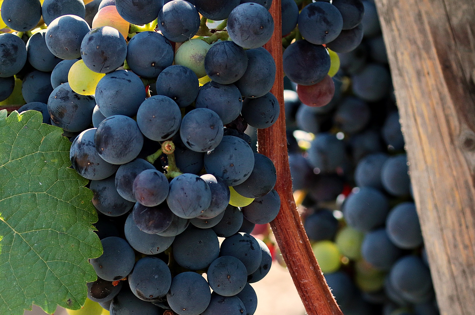 Os vinhos da região de Marche