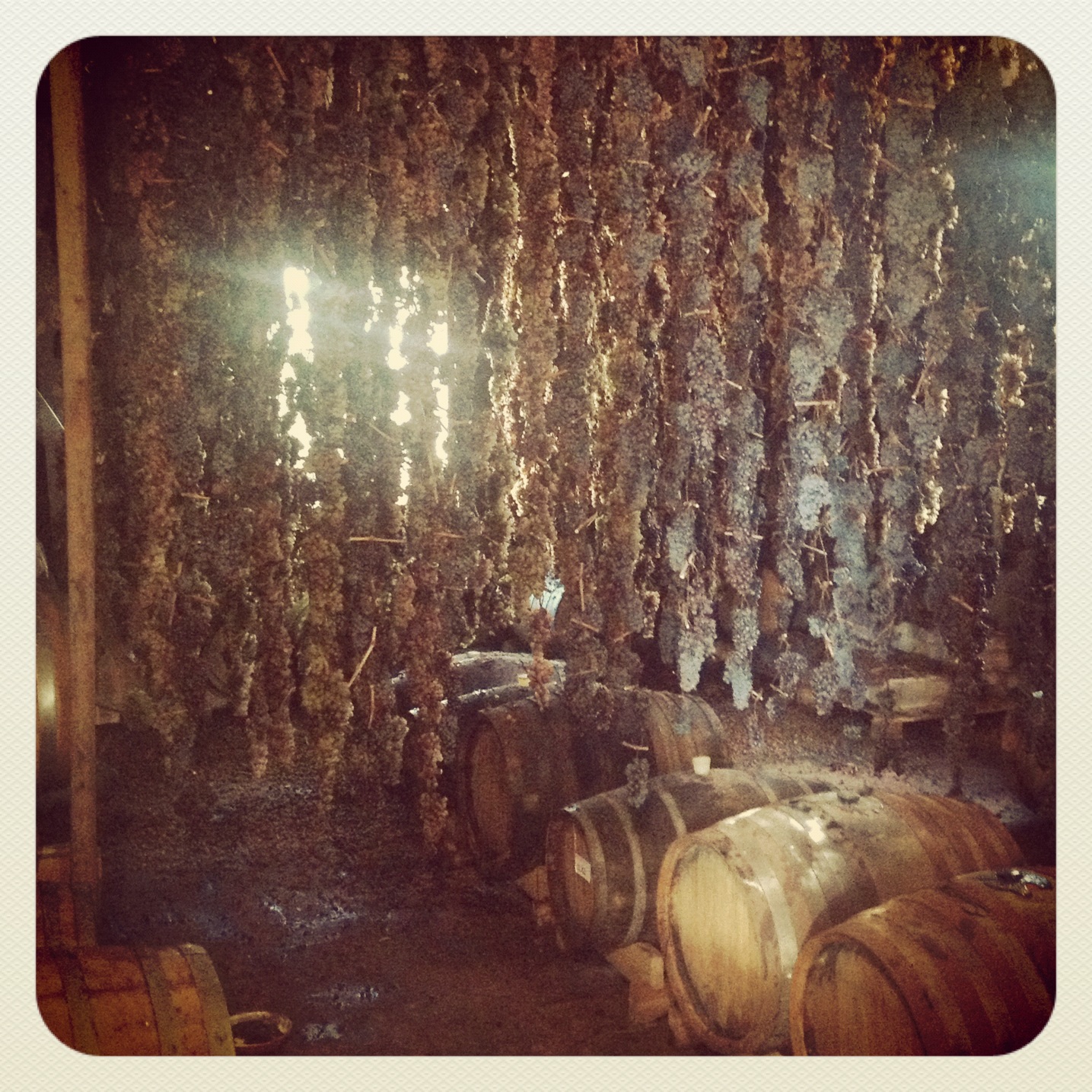 Vinsantaia em San Miniato